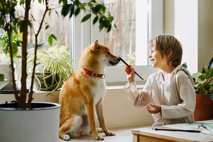 Comprehensive Pet Care Tips and Supply Insights An Informative Guide for Pet Owners