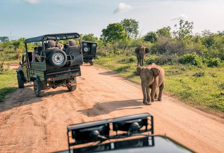 Luxury Safari Travel Basics With Destinations, Experiences, and Vacation Planning