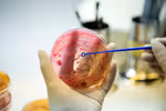 A Complete Guide to Mammalian Cell Culture in Biotechnology