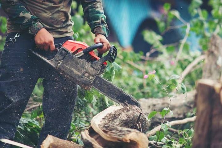 Tree Removal Services Basics With Planning, Equipment, and Property Protection