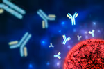 Antibody Production in the Immune System: An Guide